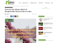 bougainvillea plants available online in India | NationBloom