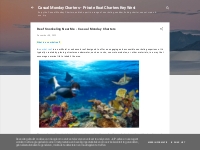 Reef Snorkeling Near Me - Casual Monday Charters