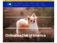 The Chihuahua Club of America | The Official Website of the Chihuahua 