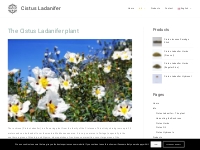 All About The Cistus Ladanifer Plant | Cistus Ladanifer