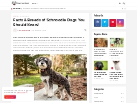 Facts   Breeds of Schnoodle Dogs You Should Know!