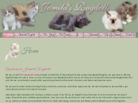 Ragdoll Kittens for sale in Texas Jamila's Ragdolls