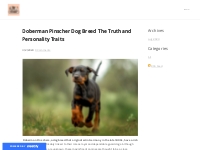 Doberman Pinscher Dog Breed  The Truth and Personality Traits - Emma D