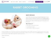 Professional Rabbit Grooming Services Dubai | Kitty Zone