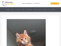Maine Coon for adoption - Maine Coon Cats Nation