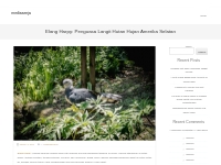 Elang Harpy: Penguasa Langit Hutan Hujan Amerika Selatan