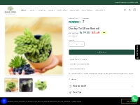        Donkey Tail Succulents Plant Online In India - Plant Orbit