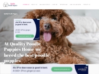 Buy Poodles Online - Quality Poodle Puppies puppies 4 homes