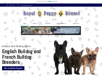 Royal Puppy Kennel   English Bulldogs and French Bulldogs in Arizona!