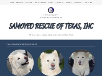 Rescue Samoyed Dogs - Samoyed Rescue in Texas