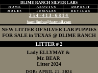 SILVER LAB PUPPIES FOR SALE IN TEXAS @ DLIME RANCH