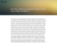 Are Free Marijuana Seeds Really Worth Your Determinatio...