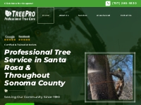 Tree Service | Santa Rosa, CA | TreePro Professional Tree Care