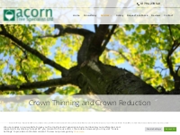 Crown Thinning   Reduction - Acorn Tree Specialist
