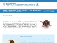 Rodent Control Services in Hyderabad - Rodent Pest Control Services in