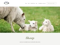 Sheep | Agritech