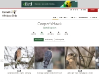 Cooper's Hawk Identification, All About Birds, Cornell Lab of Ornithol