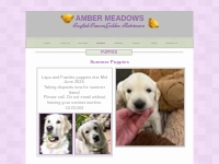 English Cream Golden Retriever Puppies | Bend, Oregon | Amber Meadows