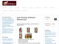 Jual Anjing Alaskan Malamute Murah | AnjingRas.com