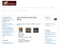 Jual Anjing American Bully Murah | AnjingRas.com
