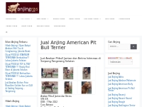 Jual Anjing American Pit Bull Terrier Murah | AnjingRas.com