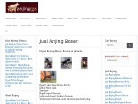 Jual Anjing Boxer Murah | AnjingRas.com