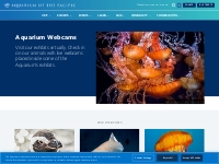  		 				Aquarium Webcams 				 		 		 		 | Aquarium Webcams | Aquarium o