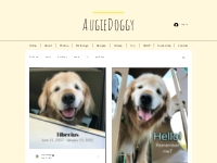 Blog | augiedoggy