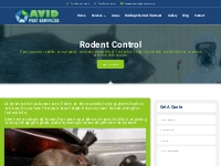 Rodent Control in Hamilton, Niagara, Halton, KW | Avid Pest