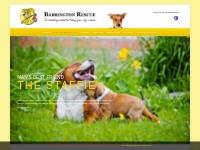 Babbington Dog Rescue - Adopt a Staffordshire Bull Terrier