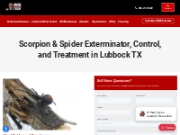 Spider & Scorpion Exterminator | Spider Control in Lubbock TX