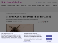 How to Get Rid of Drain Flies (for Good!)