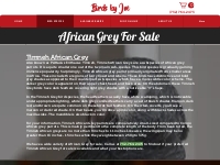 Congo   Timneh African Grey Parrot for Sale | Breeders - BirdsbyJoe