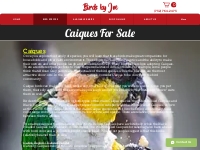 Caiques for Sale - White Bellied, Black Headed   others!