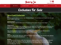 Cockatoos for Sale (Sulphur Crested, Umbrella, Goffin) - BirdsbyJoe