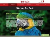 Macaw for Sale - Blue Gold, Hyacinth, Hahns, Scarlet, Catalina