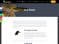 Bird beak shapes and the importance | Birds of Gujarat