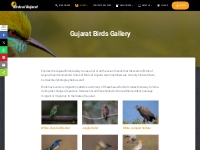 Browse the Gujarat Birds Gallery | Birds of Gujarat