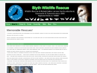 Memorable Rescues!   Blyth Wildlife Rescue