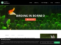 BB9C Birding in Borneo - Birding with Borneo Eco Tours