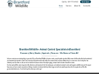 Brantford Wildlife | Animal Control Services in Brantford