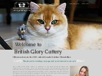 British shorthair cattery | United States | British shorthair kittens