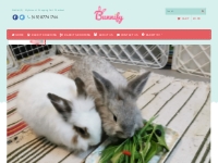 Bunnify: Rabbit Boarding, Grooming Place in Singapore
