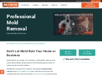 Professional and Certified Mold Removal Services - Mold Busters
