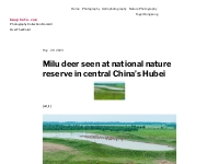 Milu deer seen at national nature reserve in central China s Hubei   b