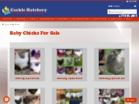 Baby Chicks For Sale | Egg Laying   Meat Chickens | Cackle Hatchery