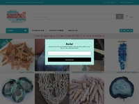 Buy Seashells, Starfish   Coastal Decor • Sage, Rocks   Crystals • Cal