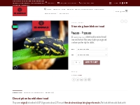 Stunning bumblebee toad   Exotic Animals For Sale | Exotic Pets Online