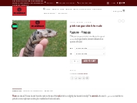 pink tongue skink for sale - Exotic Animals For Sale | Exotic Pets Onl