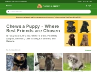 Puppies for Sale - Designer, Purebred, & Hypoallergenic | Chews A Pupp